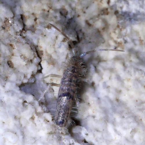 Réf. 313 811 : Seira domestica